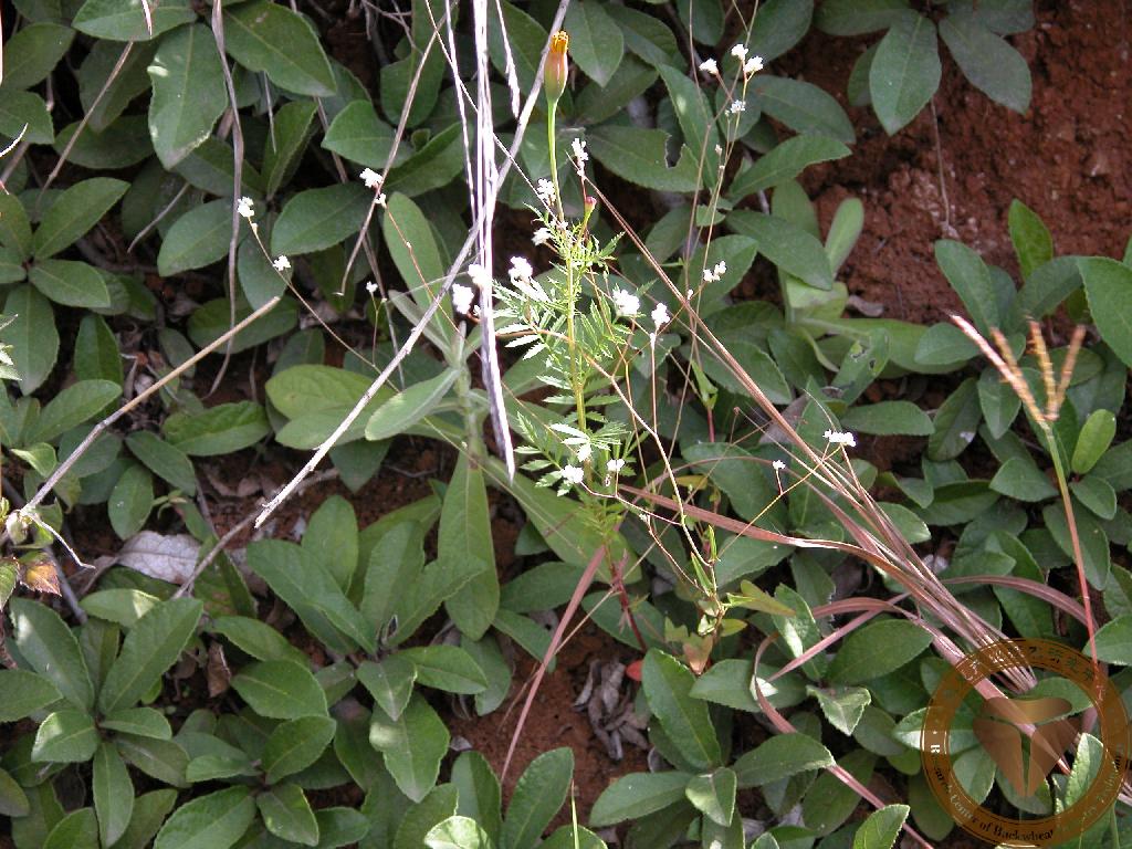 2004年10月4日四川米亚罗野苦荞 2004年10月5日四川马尔康细野荞